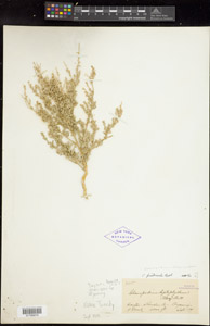 Herbarium Sheet of 